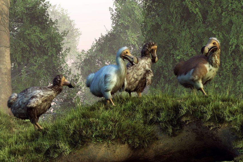 Le dodo - île Maurice